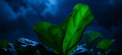 Dream symbol: Spinach