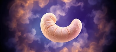 Dream symbol: Cashew