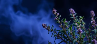 Dream symbol: Oregano