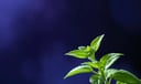 Basil dream symbol meaning - Symbol of spiritual healing, nurturing, and sacred abundance.