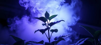 Dream symbol: Tobacco