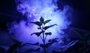 Tobacco dream symbol meaning - Symbol of craving, ritual, and the shadow of habit.