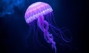 Jellyfish dream symbol meaning - Symbol of vulnerability, hidden danger, and emotional transparency.