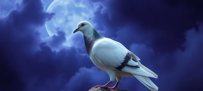 Dream symbol: Pigeon