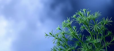 Dream symbol: Dill