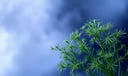 Dill dream symbol meaning - Symbol of purification, subtlety, and spiritual nourishment.