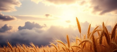 Dream symbol: Wheat