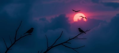 Dream symbol: Bird Chirping