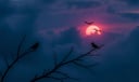Bird Chirping dream symbol meaning - Symbol of renewal, spiritual messages, and awakening.