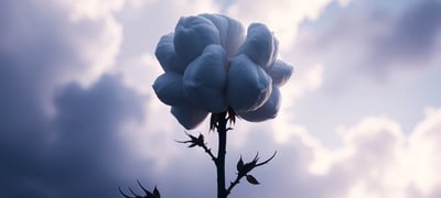 Dream symbol: Cotton