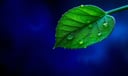 Tulsi dream symbol meaning - Symbol of sacred purity, spiritual healing, and divine protection.