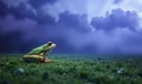 Frog dream symbol meaning - Symbol of transformation, renewal, and hidden potential.