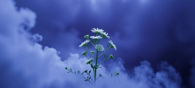 Dream symbol: Coriander