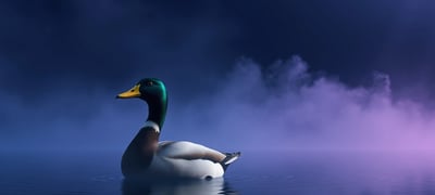 Dream symbol: Duck