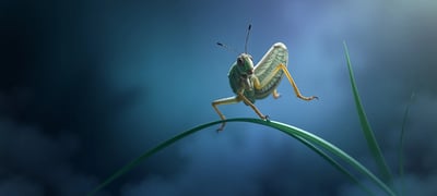 Dream symbol: Grasshopper