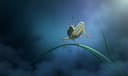Grasshopper dream symbol meaning - Symbol of agility, intuition, and transformation.