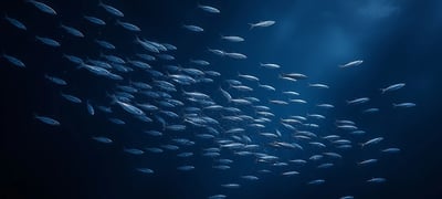 Dream symbol: Anchovy