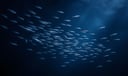 Anchovy dream symbol meaning - Symbol of overlooked power, collective unity, and subtle transformation.