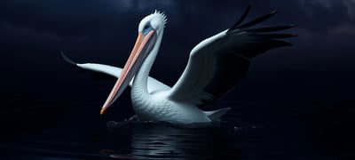 Dream symbol: Pelican