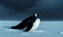 Penguin dream symbol meaning - Symbol of resilience, communal support, and adaptation amid extremes.