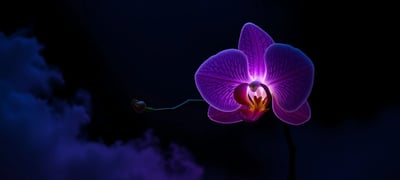 Dream symbol: Orchid