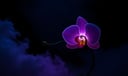 Orchid dream symbol meaning - Symbol of rare beauty, spiritual refinement, and the unfolding of hidden potential.