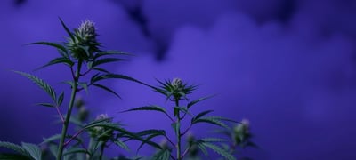 Dream symbol: Cannabis