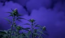 Cannabis dream symbol meaning - Symbol of altered consciousness, temptation, and the boundary between escape and awakening.