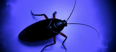 Dream symbol: Cockroach