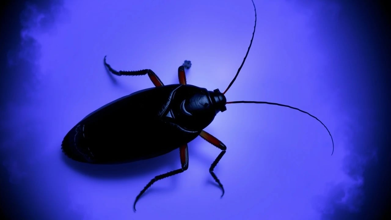 Symbolic dream image: Cockroach