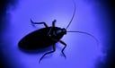 Cockroach dream symbol meaning - Symbol of impurity, resilience, and persistent shadow.