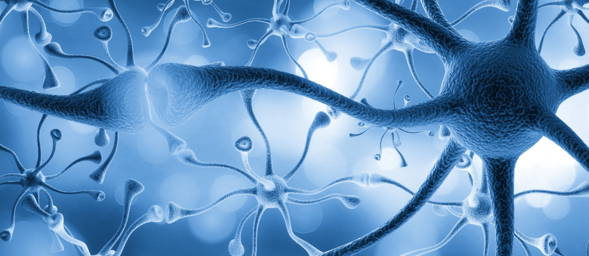 Des recherches montrent que des molécules clés sont conservées à vie dans les cellules nerveuses