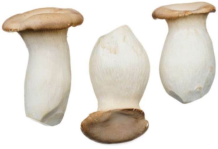 Three king trumpet ergo mushrooms