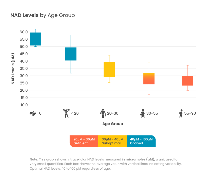 Graph depicting intracellular NAD levels in micromoles (uM), highlighting optimal levels between 40 to 100 uM across various ages.