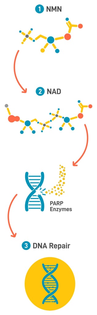 Diagram showing NMN converting to NAD, supporting DNA repair via PARP enzymes vertical