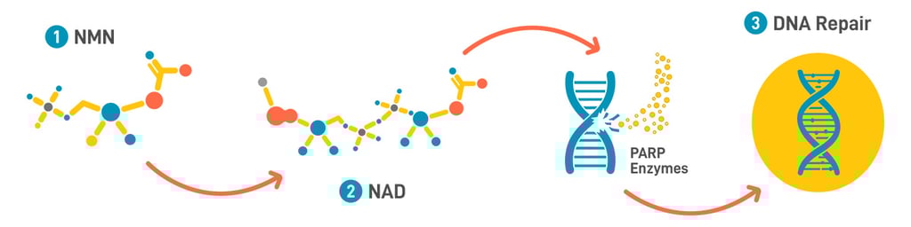 Diagram showing NMN converting to NAD, supporting DNA repair via PARP enzymes