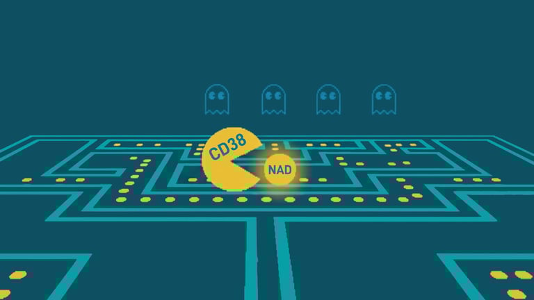 Illustration of CD38 rapidly consuming NAD, representing how aging accelerates NAD depletion