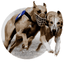 racing-dog-racing