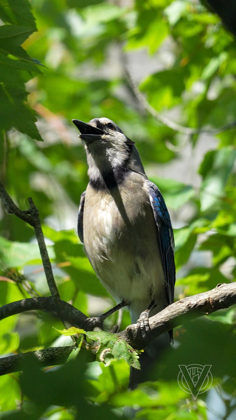 Chirp photo
