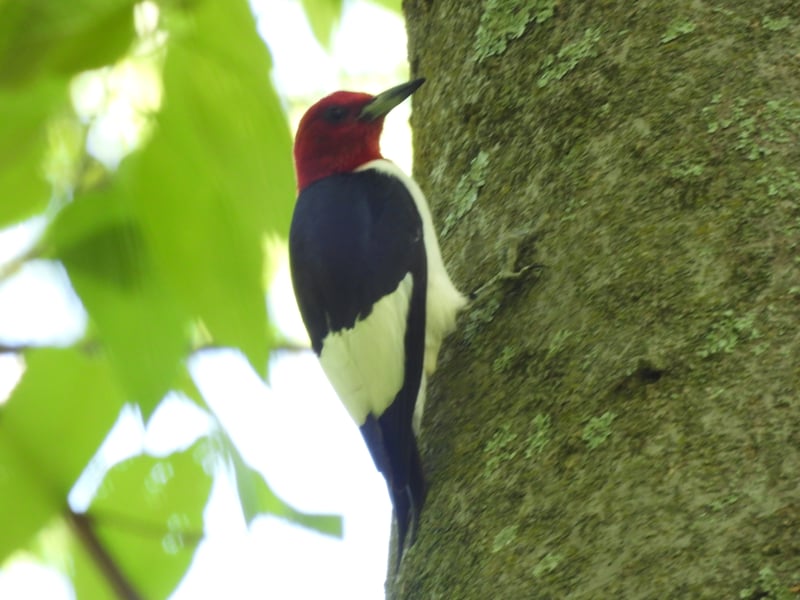 Red-headed Woodpecker