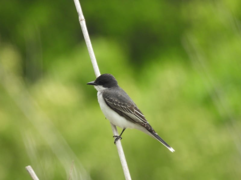 Chirp photo