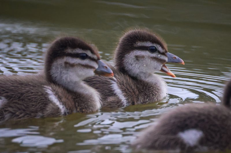 Chirp photo