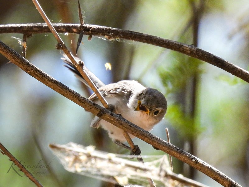 Chirp photo