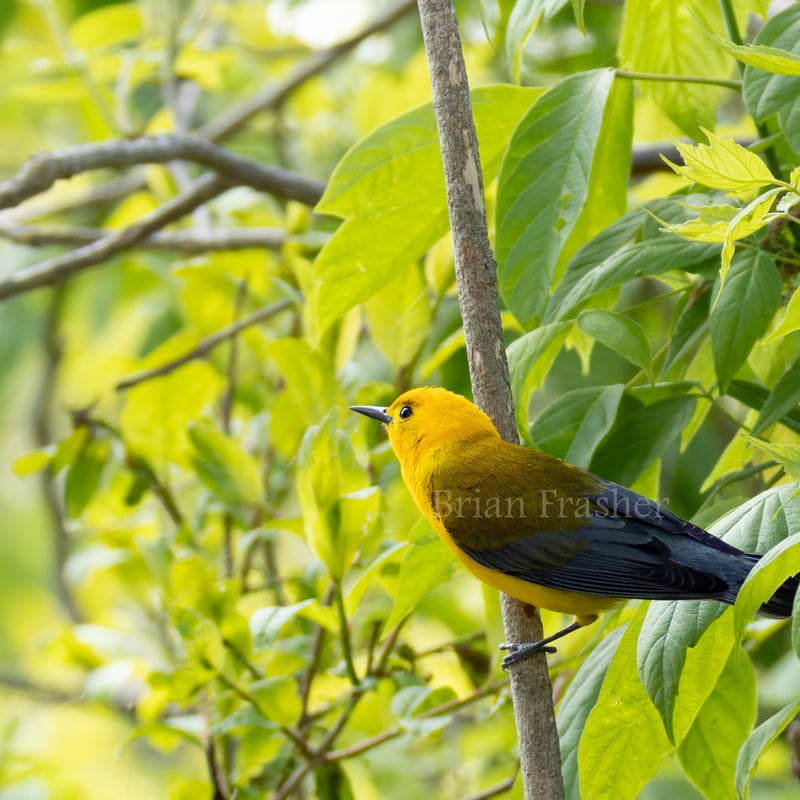 Chirp photo