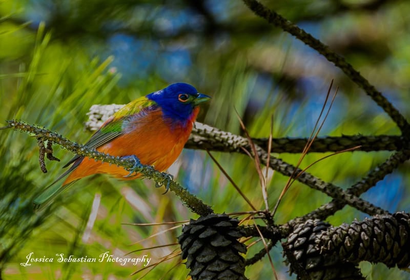Painted Bunting