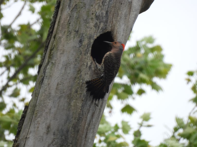 Northern Flicker