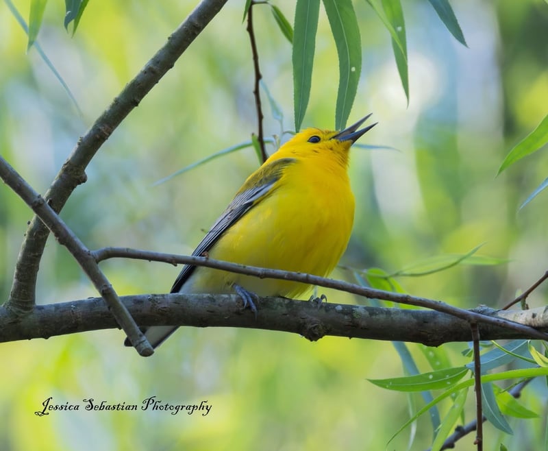 Chirp photo
