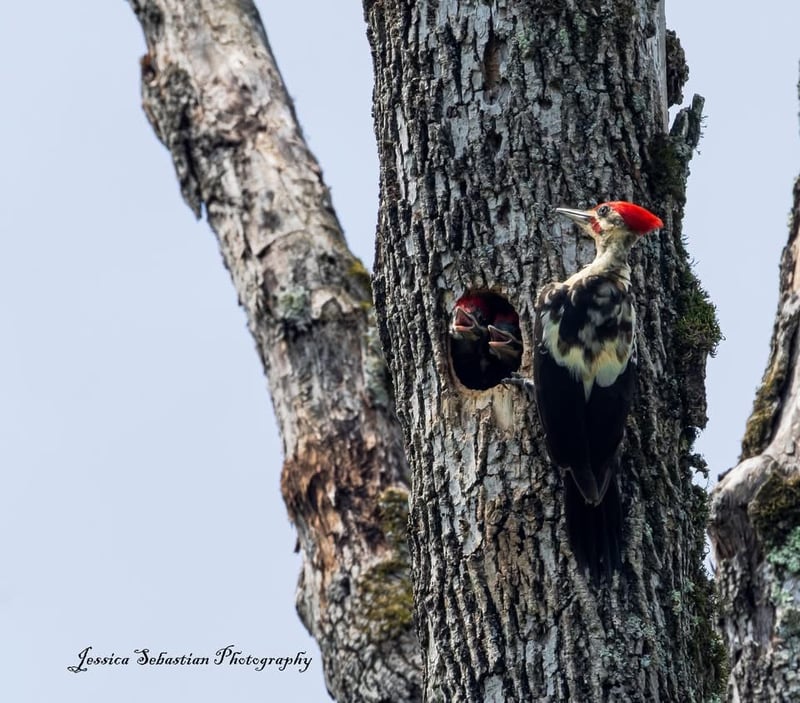 Chirp photo