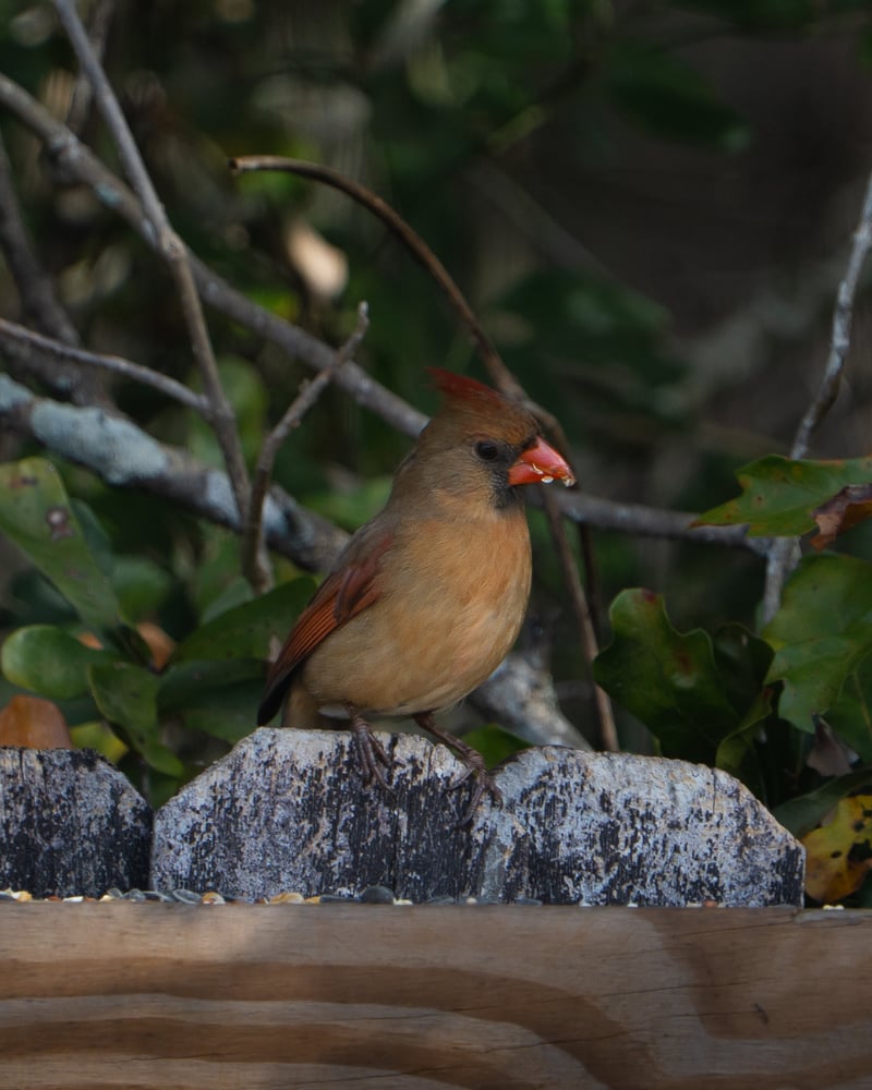 Chirp photo