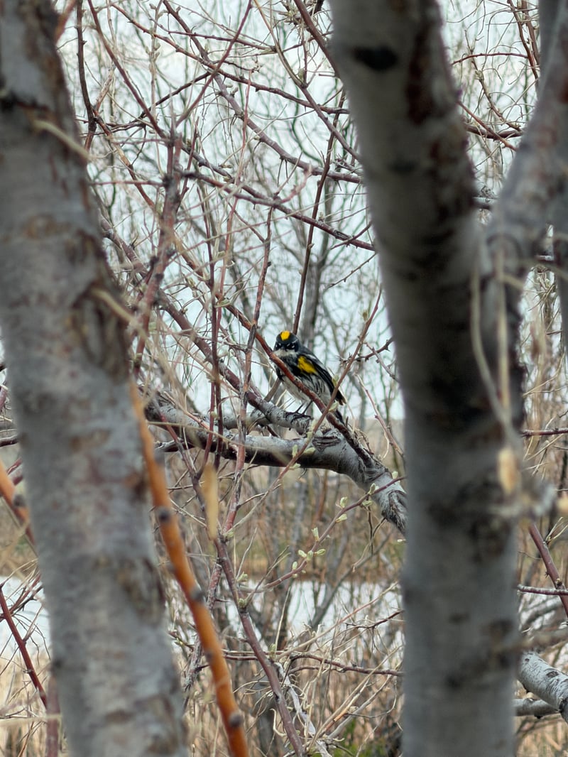 Chirp photo